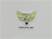 藏品(螟蛾302)的圖片